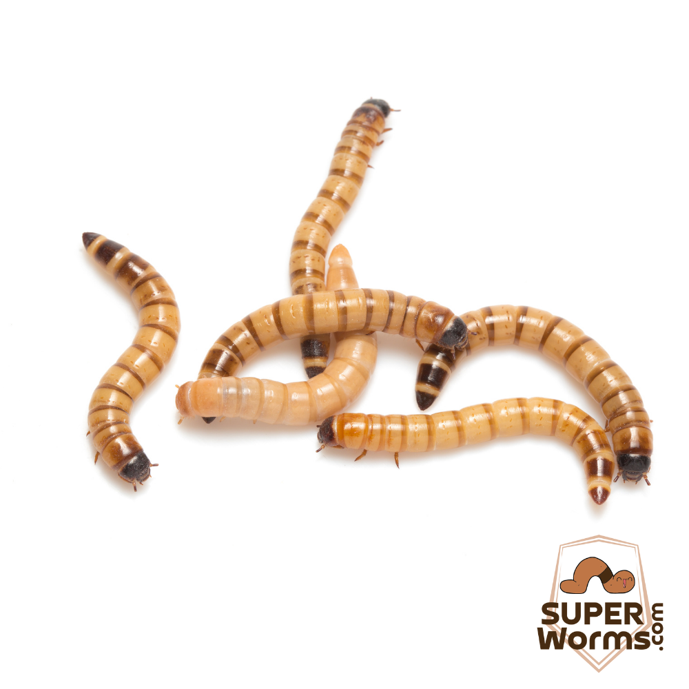How to Breed Superworms –