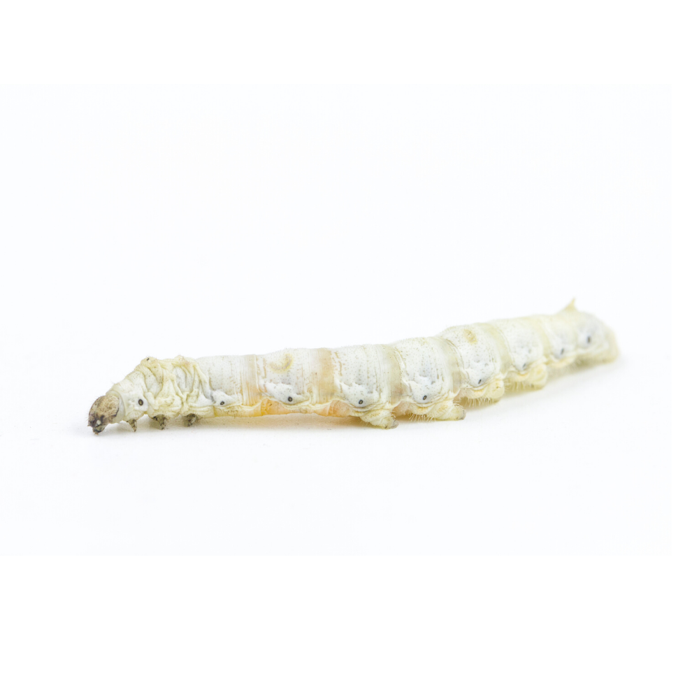 Live Silkworms –
