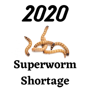 Superworm Shortage