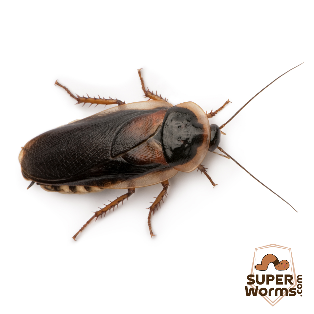 How to Breed Dubia Roaches
