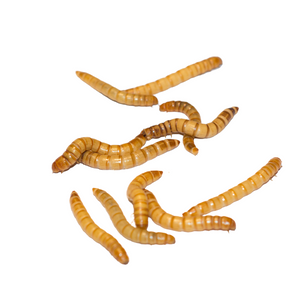 Live Mealworms