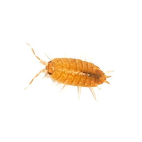 Porcellionides Pruinosus 